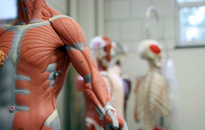 anatomy-course